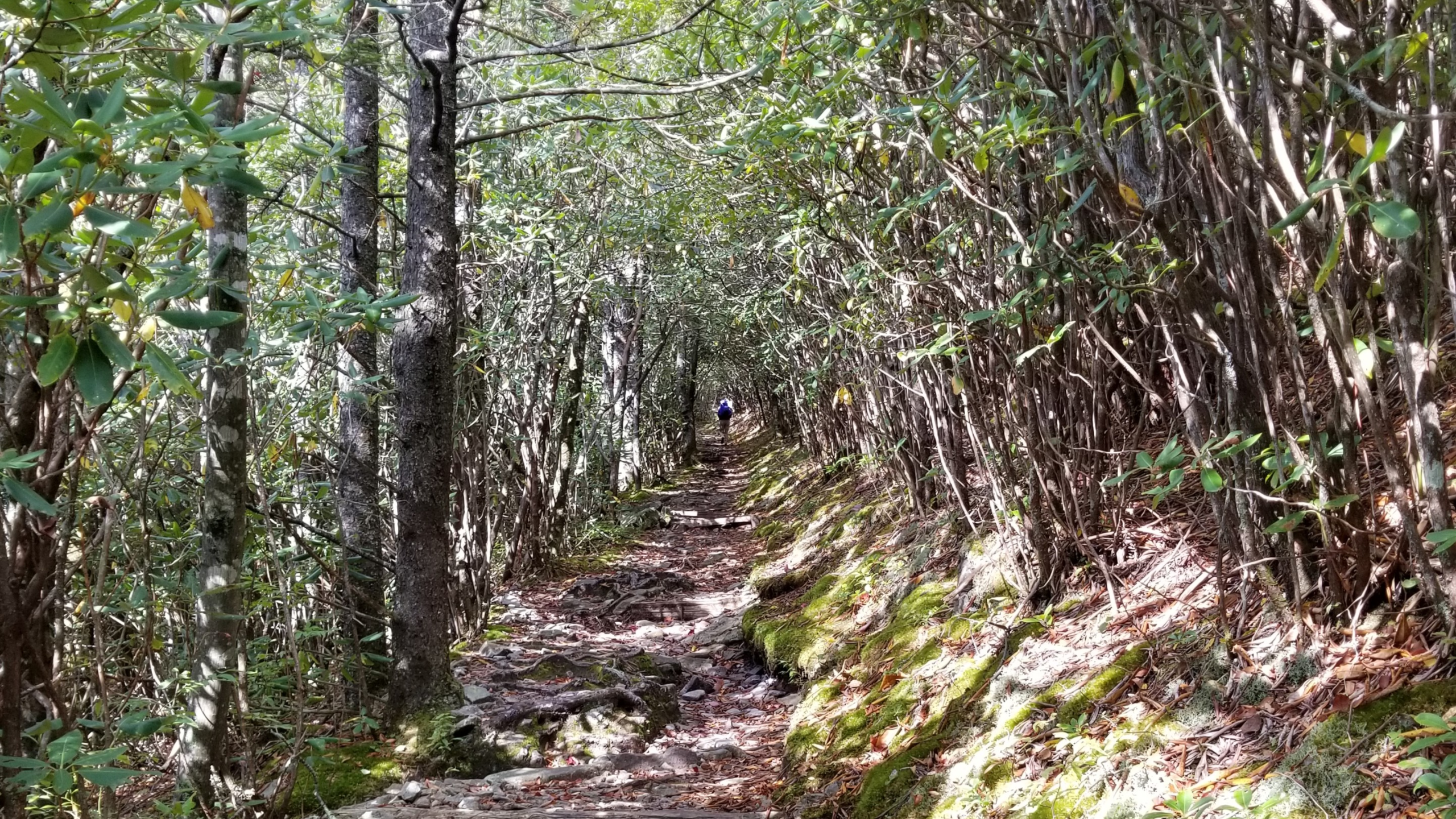 AT - Smoky Mountains