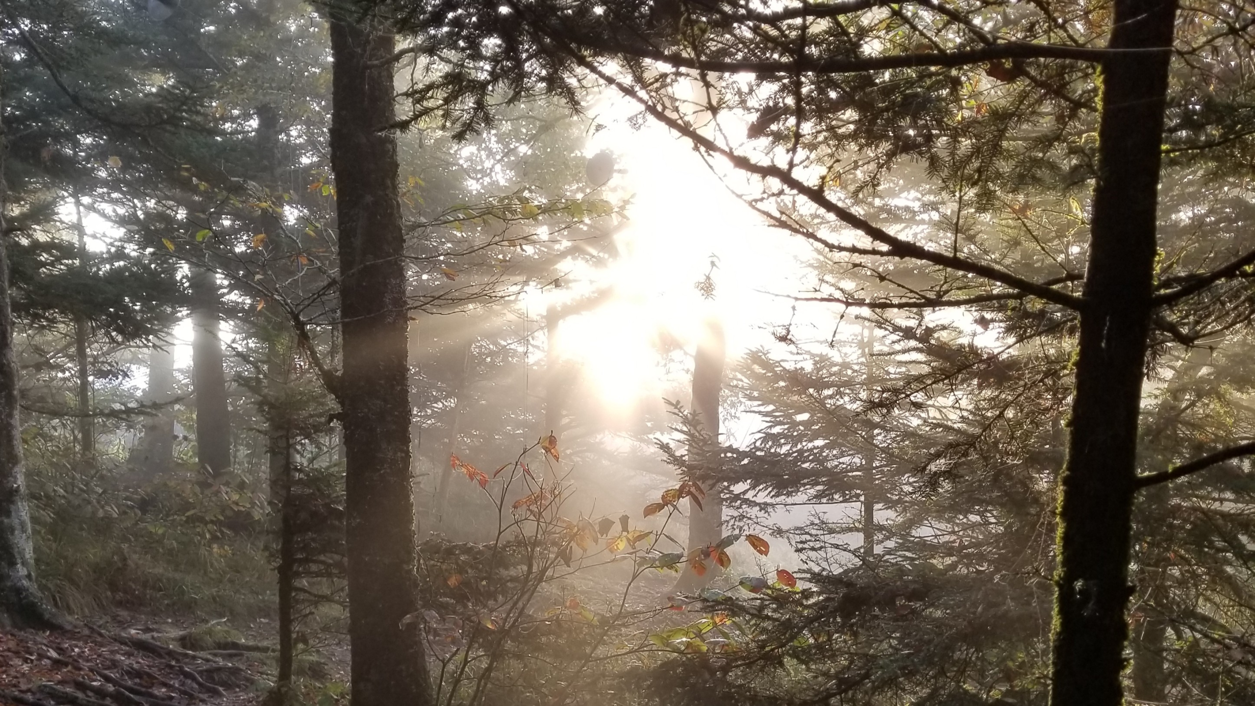 AT - Smoky Mountains